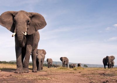 Spectacular Serengeti