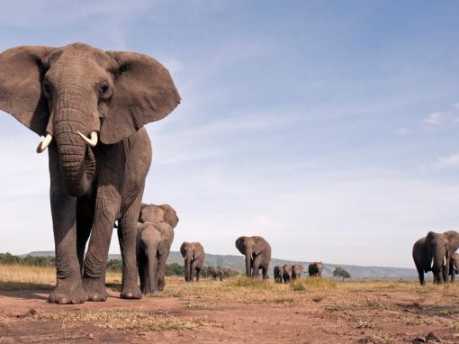 Spectacular Serengeti
