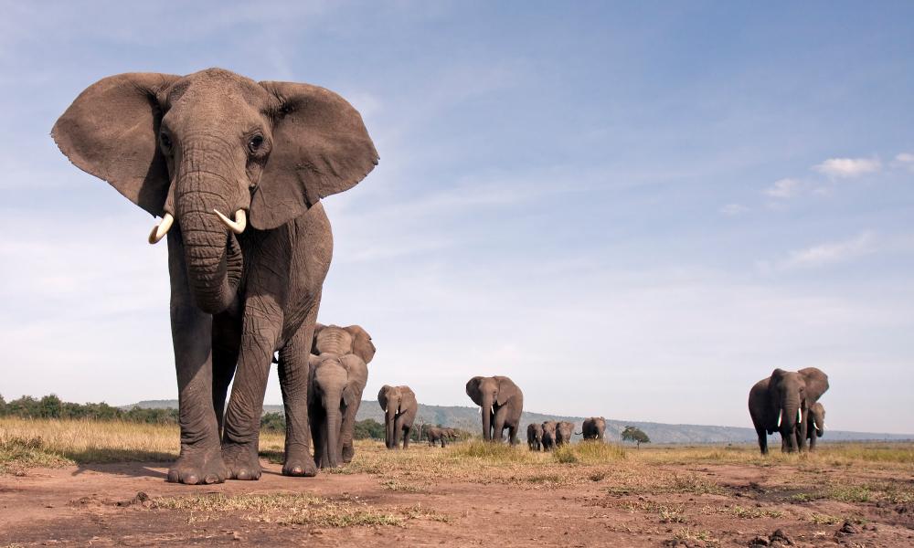 Spectacular Serengeti